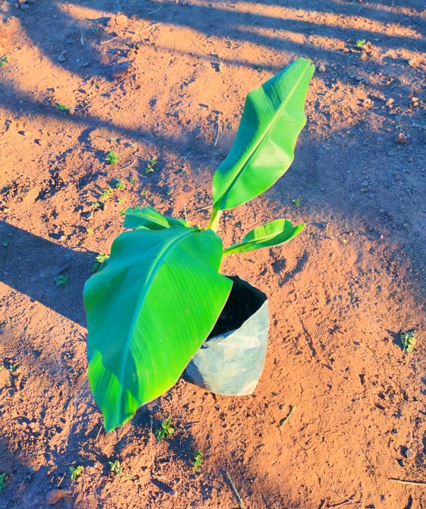 banana seedling